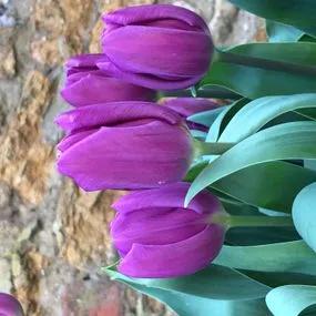 Purple Flag Tulip (Tulipa Purple Flag) Img 4